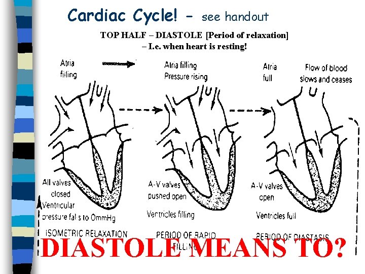 Cardiac Cycle! - see handout TOP HALF – DIASTOLE [Period of relaxation] – I.