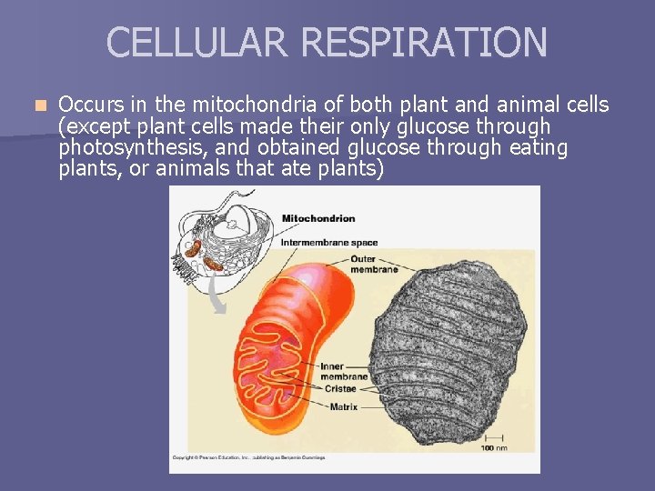 CELLULAR RESPIRATION n Occurs in the mitochondria of both plant and animal cells (except