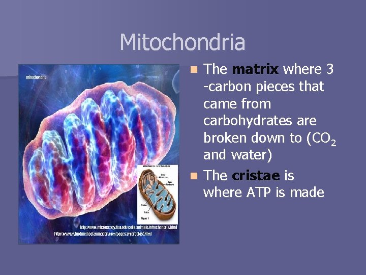 Mitochondria The matrix where 3 -carbon pieces that came from carbohydrates are broken down