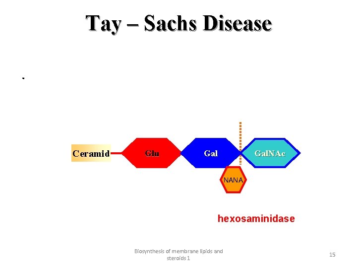 Tay – Sachs Disease. Ceramid Glu Gal. NAc Gal NANA hexosaminidase Biosynthesis of membrane