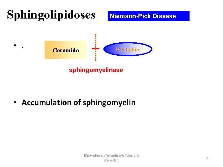 Sphingolipidoses • . Ceramide Niemann-Pick Disease P-Choline sphingomyelinase • Accumulation of sphingomyelin Biosynthesis of