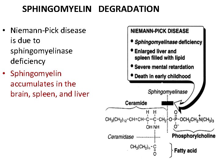 SPHINGOMYELIN DEGRADATION • Niemann-Pick disease is due to sphingomyelinase deficiency • Sphingomyelin accumulates in