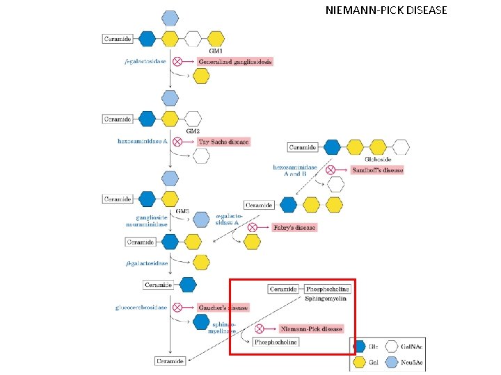 NIEMANN-PICK DISEASE 