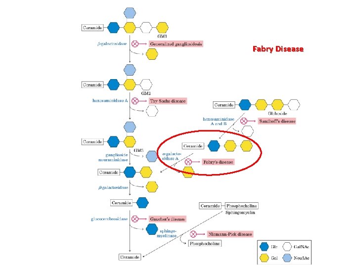 Fabry Disease 