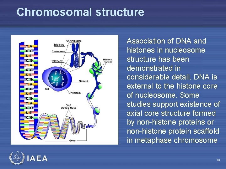 Chromosomal structure Association of DNA and histones in nucleosome structure has been demonstrated in