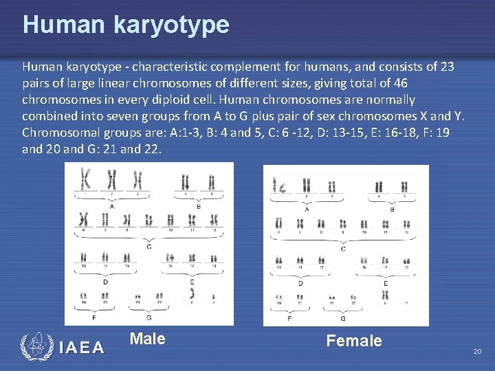 Human karyotype - characteristic complement for humans, and consists of 23 pairs of large