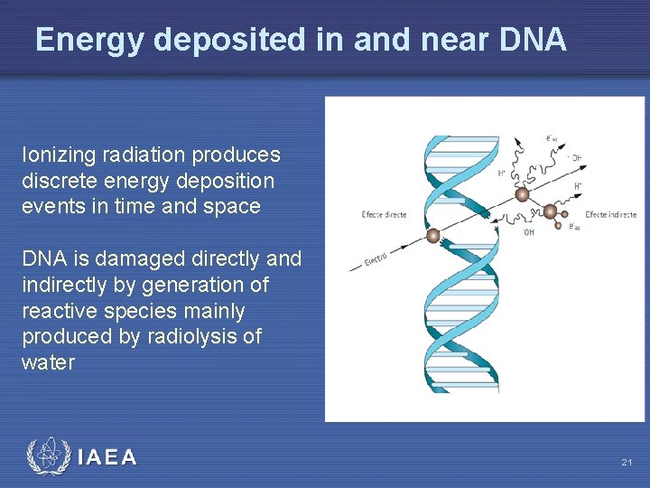 Energy deposited in and near DNA Ionizing radiation produces discrete energy deposition events in