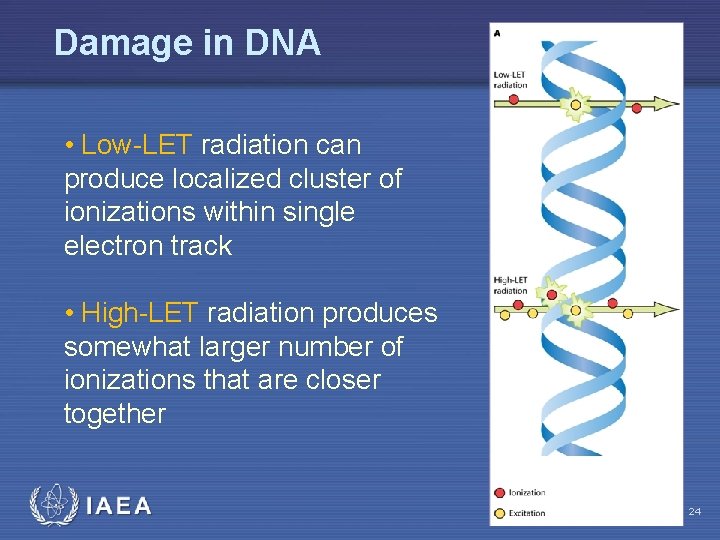 Damage in DNA • Low-LET radiation can produce localized cluster of ionizations within single