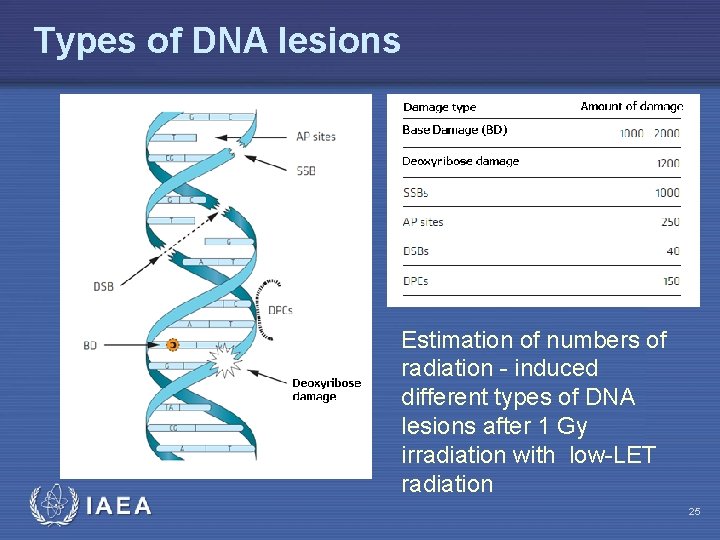 Types of DNA lesions IAEA Estimation of numbers of radiation - induced different types