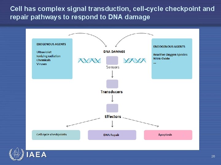 Cell has complex signal transduction, cell-cycle checkpoint and repair pathways to respond to DNA