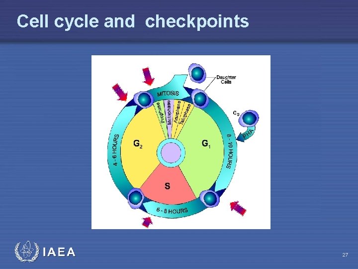Cell cycle and checkpoints IAEA 27 