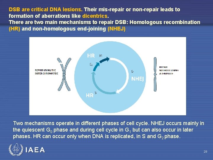 DSB are critical DNA lesions. Their mis-repair or non-repair leads to formation of aberrations