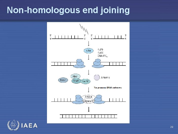 Non-homologous end joining IAEA 29 