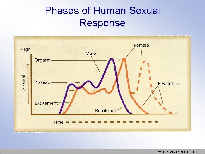 Phases of Human Sexual Response Copyright © Allyn & Bacon 2007 