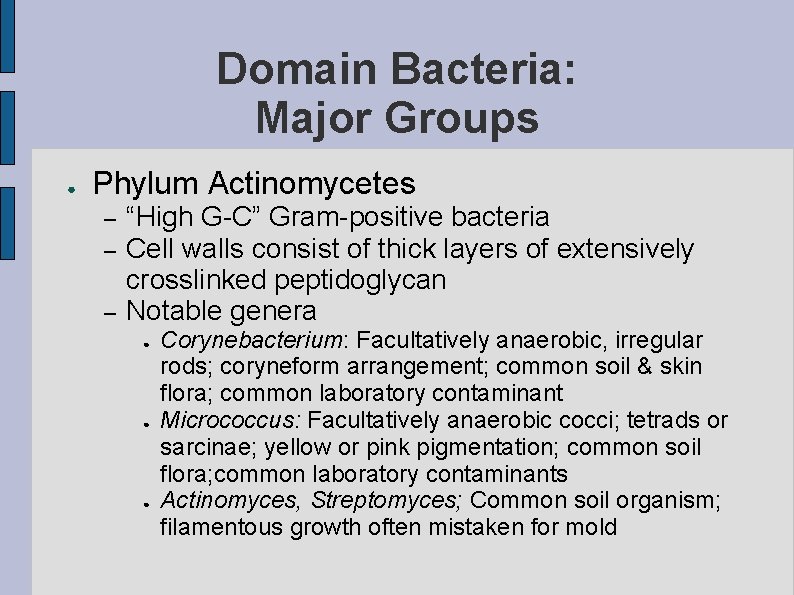 Domain Bacteria: Major Groups ● Phylum Actinomycetes – – – “High G-C” Gram-positive bacteria