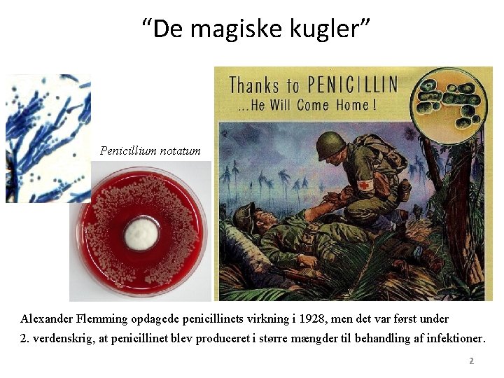 “De magiske kugler” Penicillium notatum Alexander Flemming opdagede penicillinets virkning i 1928, men det