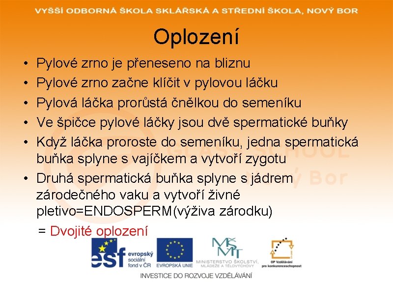 Oplození • • • Pylové zrno je přeneseno na bliznu Pylové zrno začne klíčit