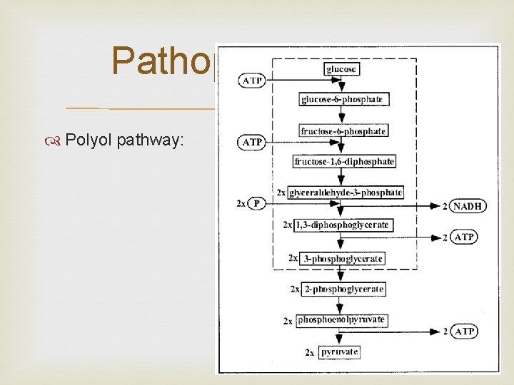 Pathophysiology Polyol pathway: 