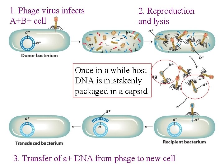 1. Phage virus infects A+B+ cell 2. Reproduction and lysis Once in a while
