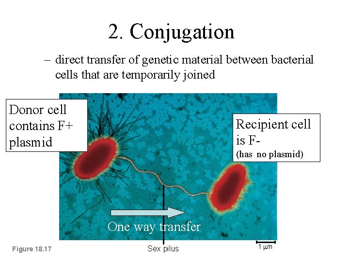 2. Conjugation – direct transfer of genetic material between bacterial cells that are temporarily