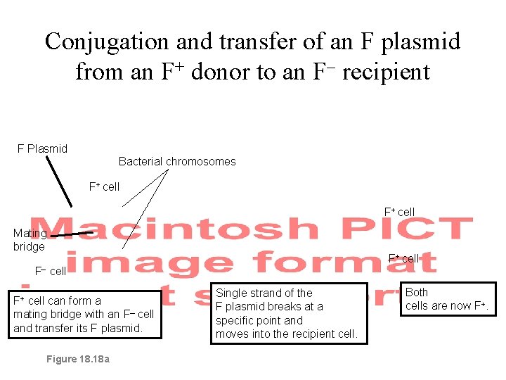 Conjugation and transfer of an F plasmid from an F+ donor to an F