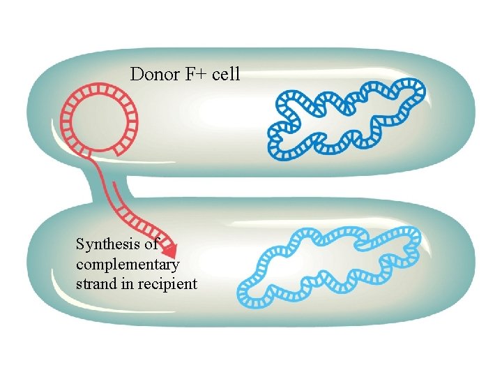 Donor F+ cell Synthesis of complementary strand in recipient 