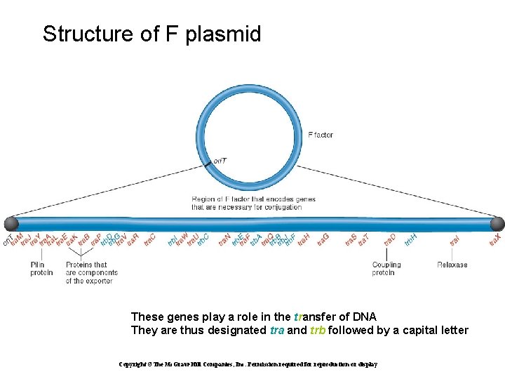 Structure of F plasmid These genes play a role in the transfer of DNA