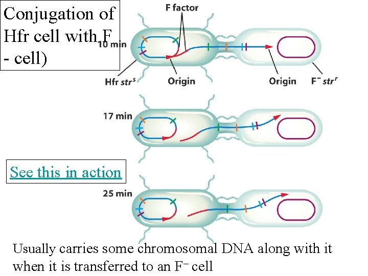 Conjugation of Hfr cell with F - cell) See this in action Usually carries