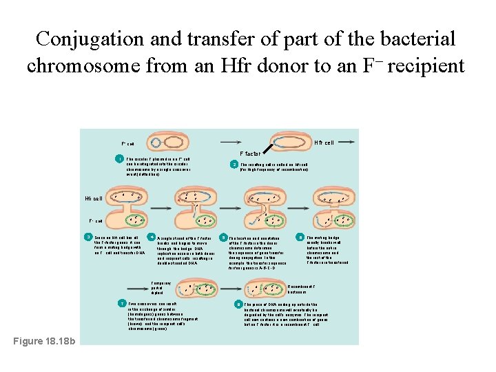 Conjugation and transfer of part of the bacterial chromosome from an Hfr donor to
