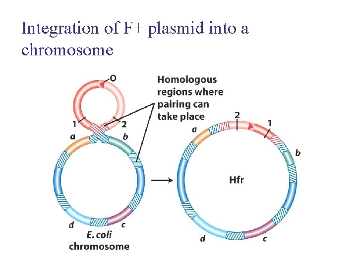 Integration of F+ plasmid into a chromosome 