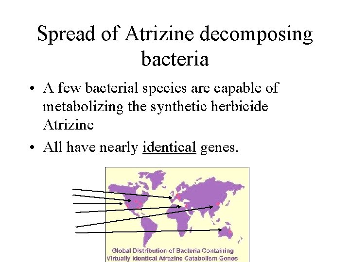 Spread of Atrizine decomposing bacteria • A few bacterial species are capable of metabolizing