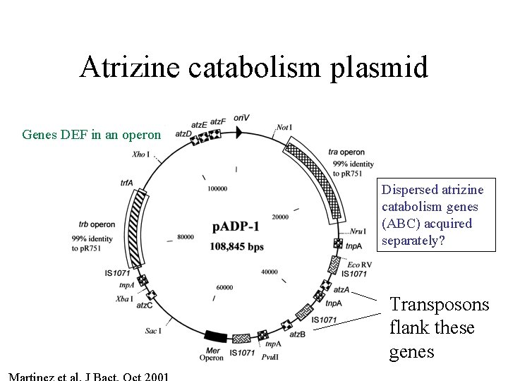 Atrizine catabolism plasmid Genes DEF in an operon Dispersed atrizine catabolism genes (ABC) acquired