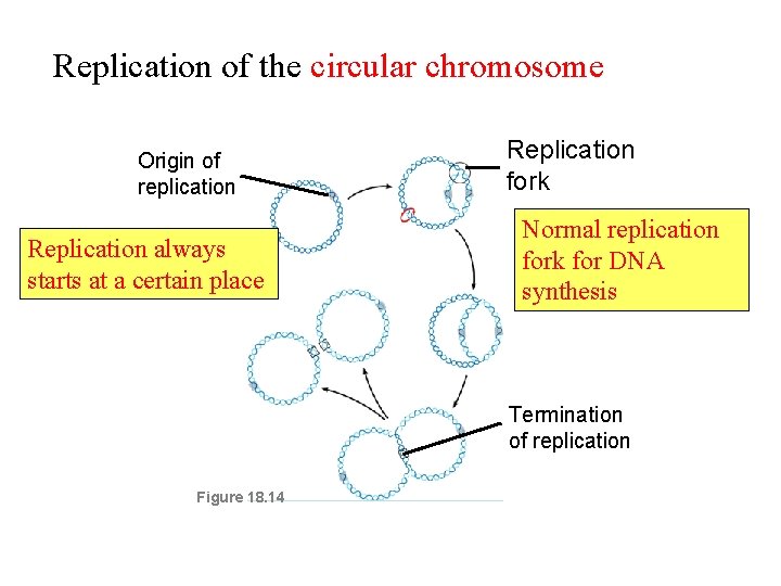 Replication of the circular chromosome Origin of replication Replication always starts at a certain
