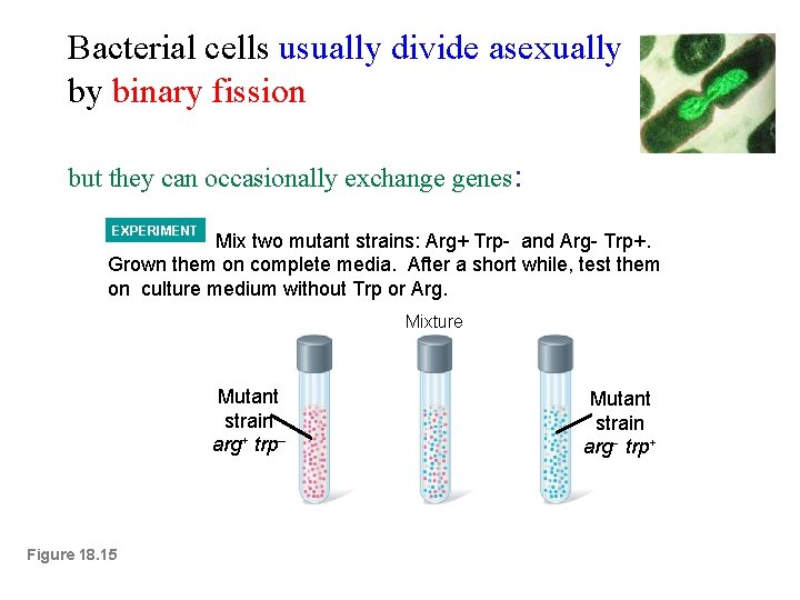 Bacterial cells usually divide asexually by binary fission but they can occasionally exchange genes: