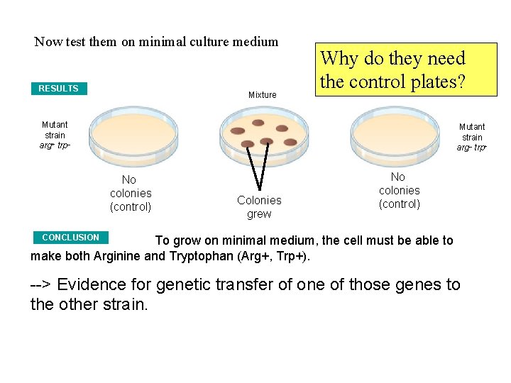 Now test them on minimal culture medium RESULTS Mixture Why do they need the