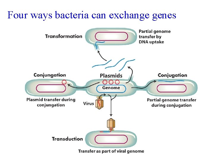 Four ways bacteria can exchange genes 