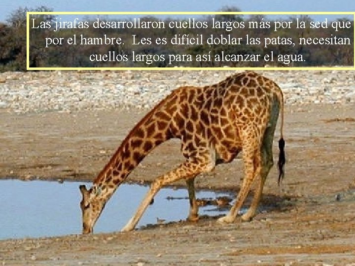 Las jirafas desarrollaron cuellos largos más por la sed que por el hambre. Les