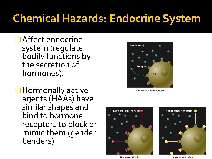 Chemical Hazards: Endocrine System �Affect endocrine system (regulate bodily functions by the secretion of