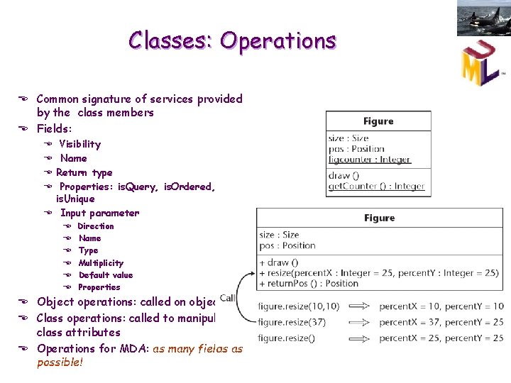 Classes: Operations E Common signature of services provided by the class members E Fields: