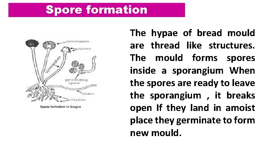 Spore formation The hypae of bread mould are thread like structures. The mould forms