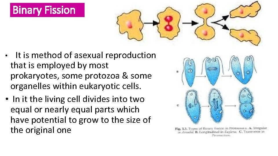 Binary Fission It is method of asexual reproduction that is employed by most prokaryotes,