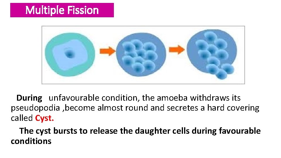 Multiple Fission During unfavourable condition, the amoeba withdraws its pseudopodia , become almost round