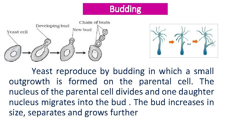 Budding Yeast reproduce by budding in which a small outgrowth is formed on the