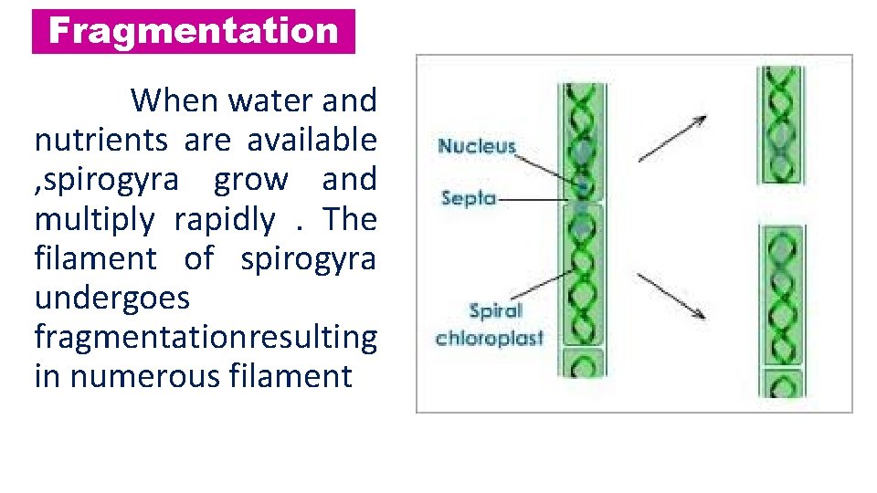 Fragmentation When water and nutrients are available , spirogyra grow and multiply rapidly. The