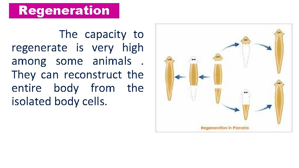 Regeneration The capacity to regenerate is very high among some animals. They can reconstruct