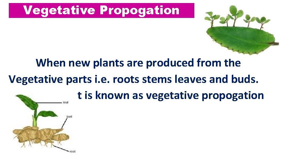 Vegetative Propogation When new plants are produced from the Vegetative parts i. e. roots