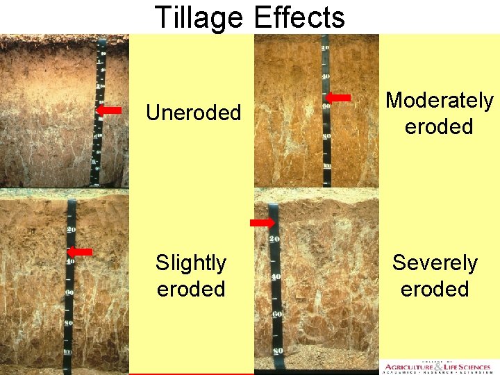 Tillage Effects NC STATE UNIVERSITY DEPARTMENT of SOIL SCIENCE Uneroded Moderately eroded Slightly eroded