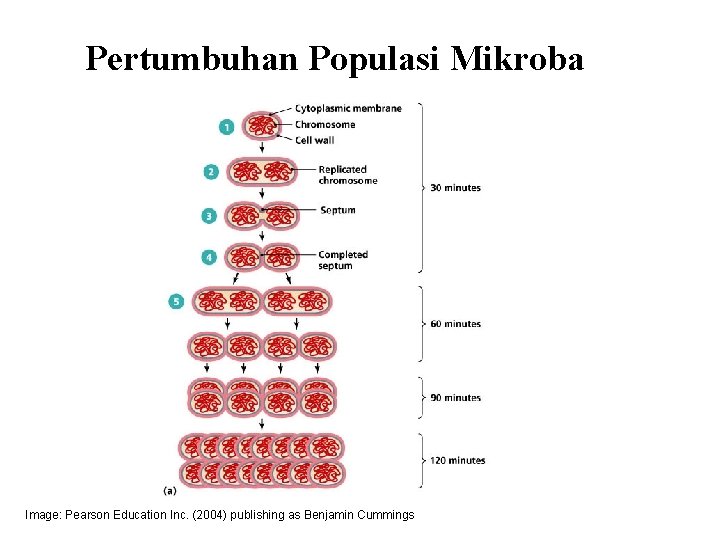 Pertumbuhan Populasi Mikroba Image: Pearson Education Inc. (2004) publishing as Benjamin Cummings 
