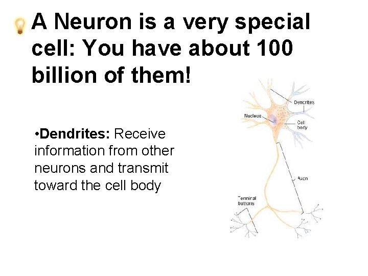 A Neuron is a very special cell: You have about 100 billion of them!