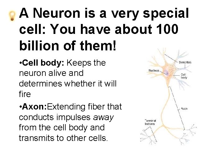 A Neuron is a very special cell: You have about 100 billion of them!